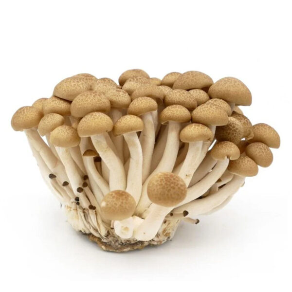 Mushrooms - Shimeiji - Pkt