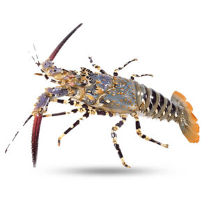 Lobster Local 500-600g