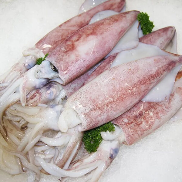 Squid A 3-6 Local 2 x 5kg 10GZ%