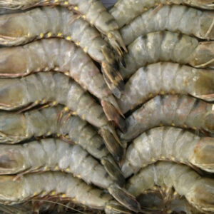 Prawn Sea  31-40HO AA (Crown)