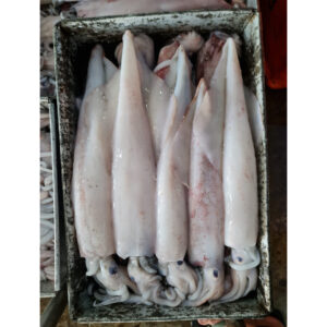 Squid A 10-20 Whole India 6 x 2kg 45GZ