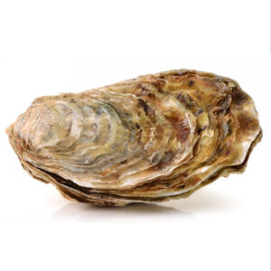 Oyster Full Shell 70pc/ctn 100-120g/1ctn