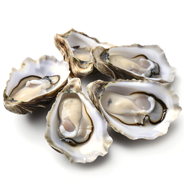 Oyster Half Shell China 8dz (96pc/ctn)