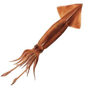 Squid Argentina IQF 200-300g 10kg/ctn
