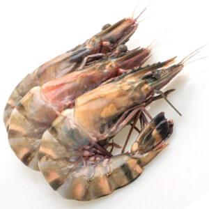 Prawn Tiger  13-15HO