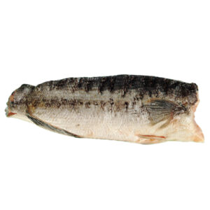 Fish Fillet Toman Thailand