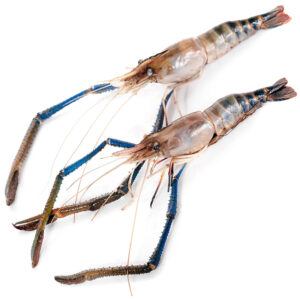 Prawn Water U10 (SCAMPI) 10/ctn