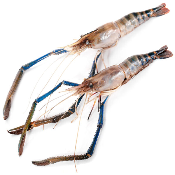 Prawn Water U10 (SCAMPI) 10/ctn