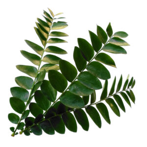 Daun Kari - Curry Leaves - 1kg