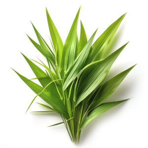Daun Pandan (no root) - 1kg