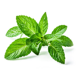Daun Pudina - Mint Leaves - 1kg