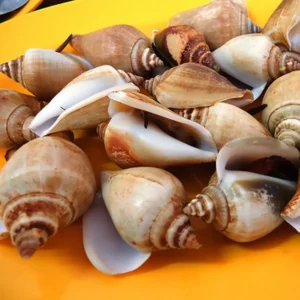 Siput Gong Gong 50-70 1kg/pkt