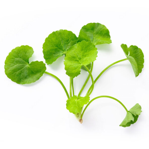 Ulam Pegaga - 1kg