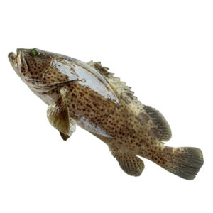 Fish Black Garoupa Clean 1-1.3kg