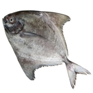 Fish Black Pomfret 100-200kg