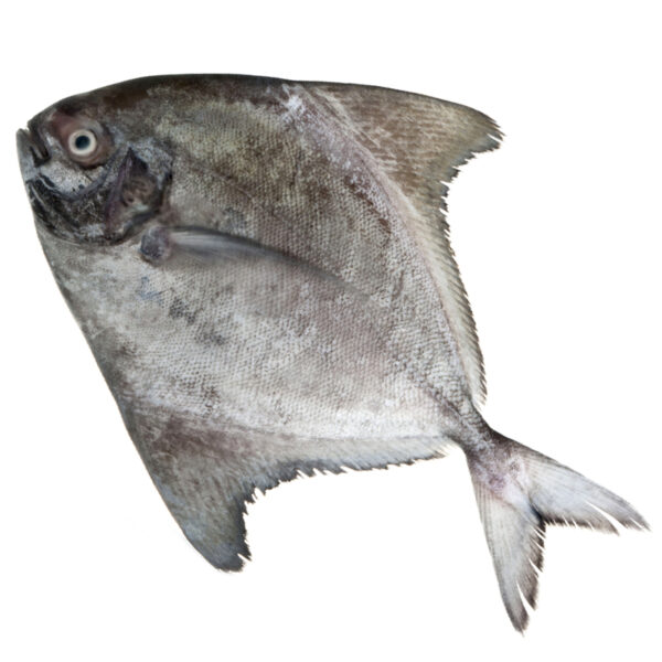 Fish Black Pomfret 100-200kg