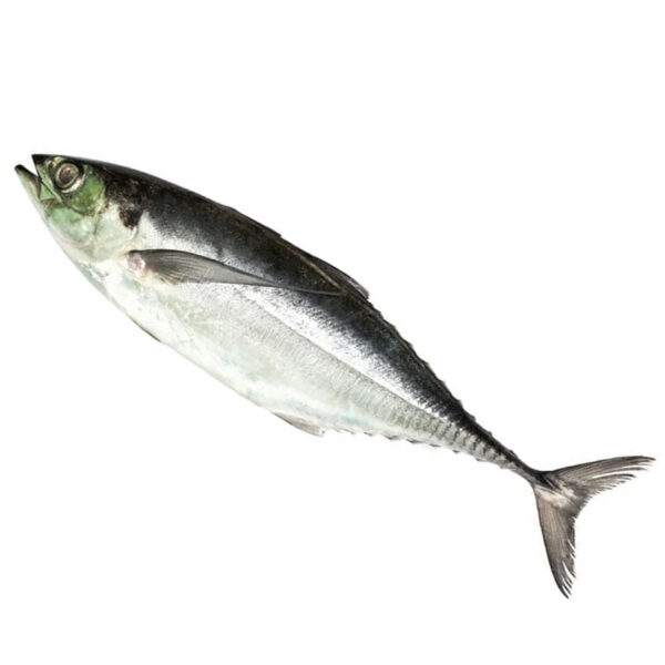 Fish Caru 6-10