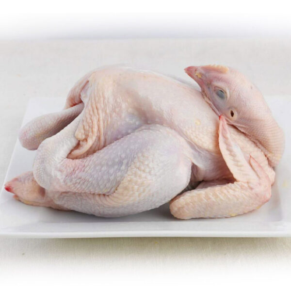Chicken Whole Ayam Segar