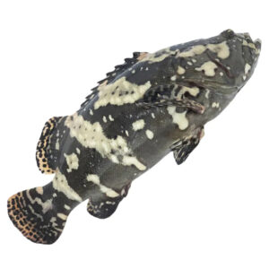 Fish Garoupa Dragon Clean 900-1.2kg