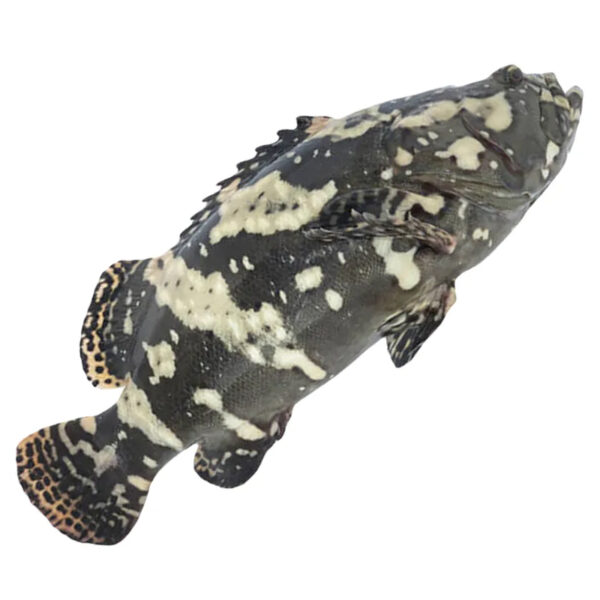 Fish Garoupa Dragon Clean 900-1.2kg