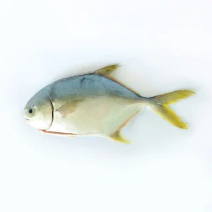 Fish Golden Pomfret 200-300 kg