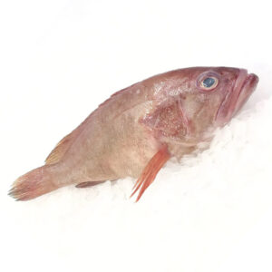 Fish Kerapu 100-200g /kg