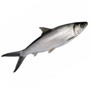 Fish milk 500-800g/kg