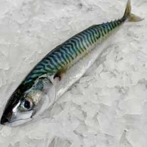 Fish Pacific Mackeral 100-200g/kg