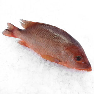 Fish Red Snapper Fresh 1-2kg