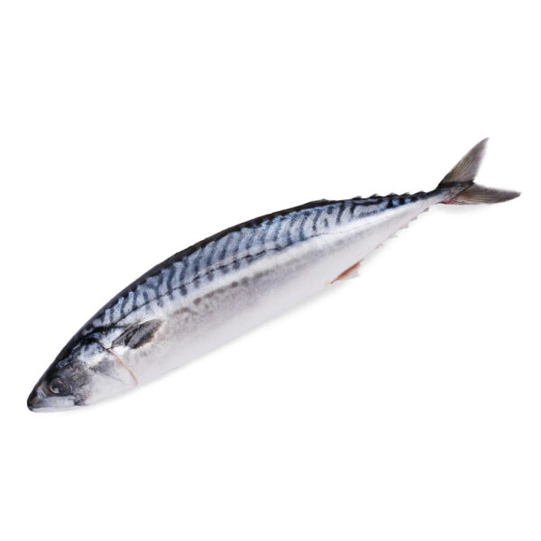 Fish Saba Whole(Norway) 400-600g/kg