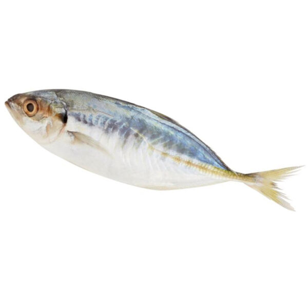 Fish Selar Papan 7-8pc/kg