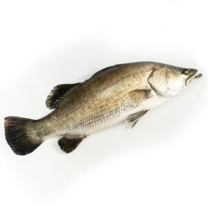 Fish Siakap 600-800g