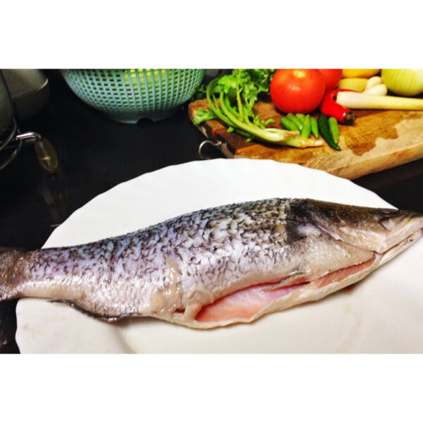 Fish Siakap Clean 400-500 net weigh