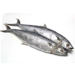 Fish Tenggiri 1-3kg/pc