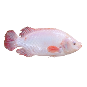 Fish Talapia Red 400-500g clean