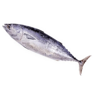 Fish Tongkol/Tuna 500-800g/kg